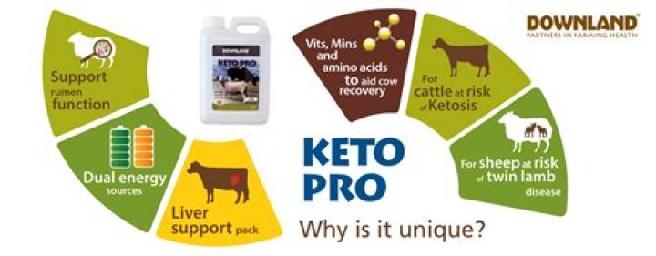 How do ewes prevent ketosis