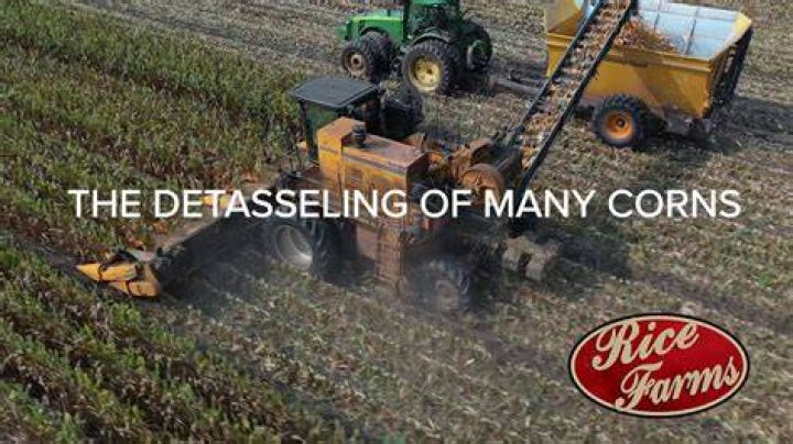How do farmers Detassel corn
