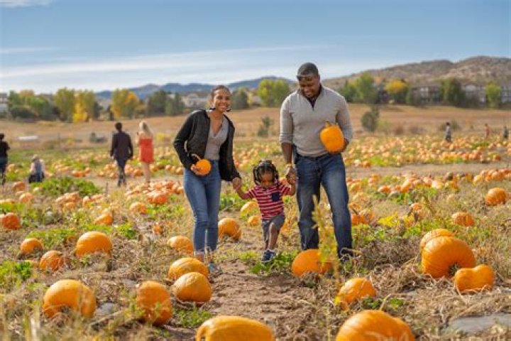 How do farmers pick pumpkins