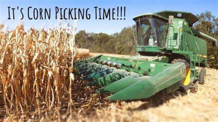 How do farmers pick the corn