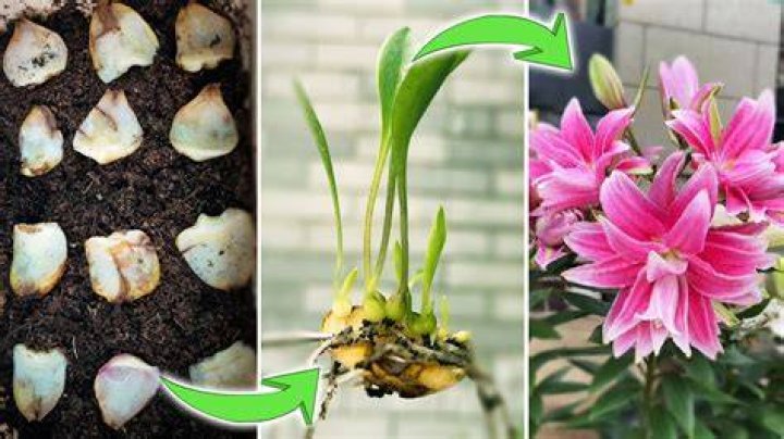 How do flower bulbs multiply