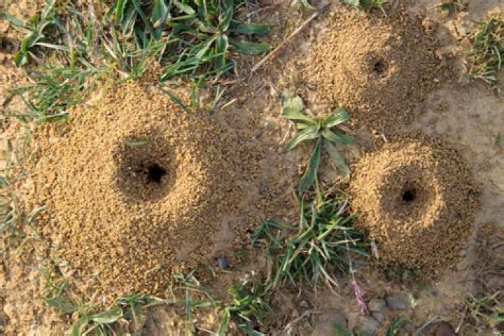 How do green ants make nests