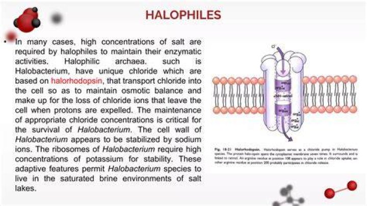 How do Halophiles get energy