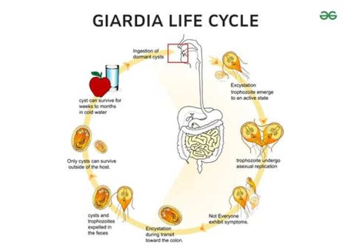 How do humans get giardiasis