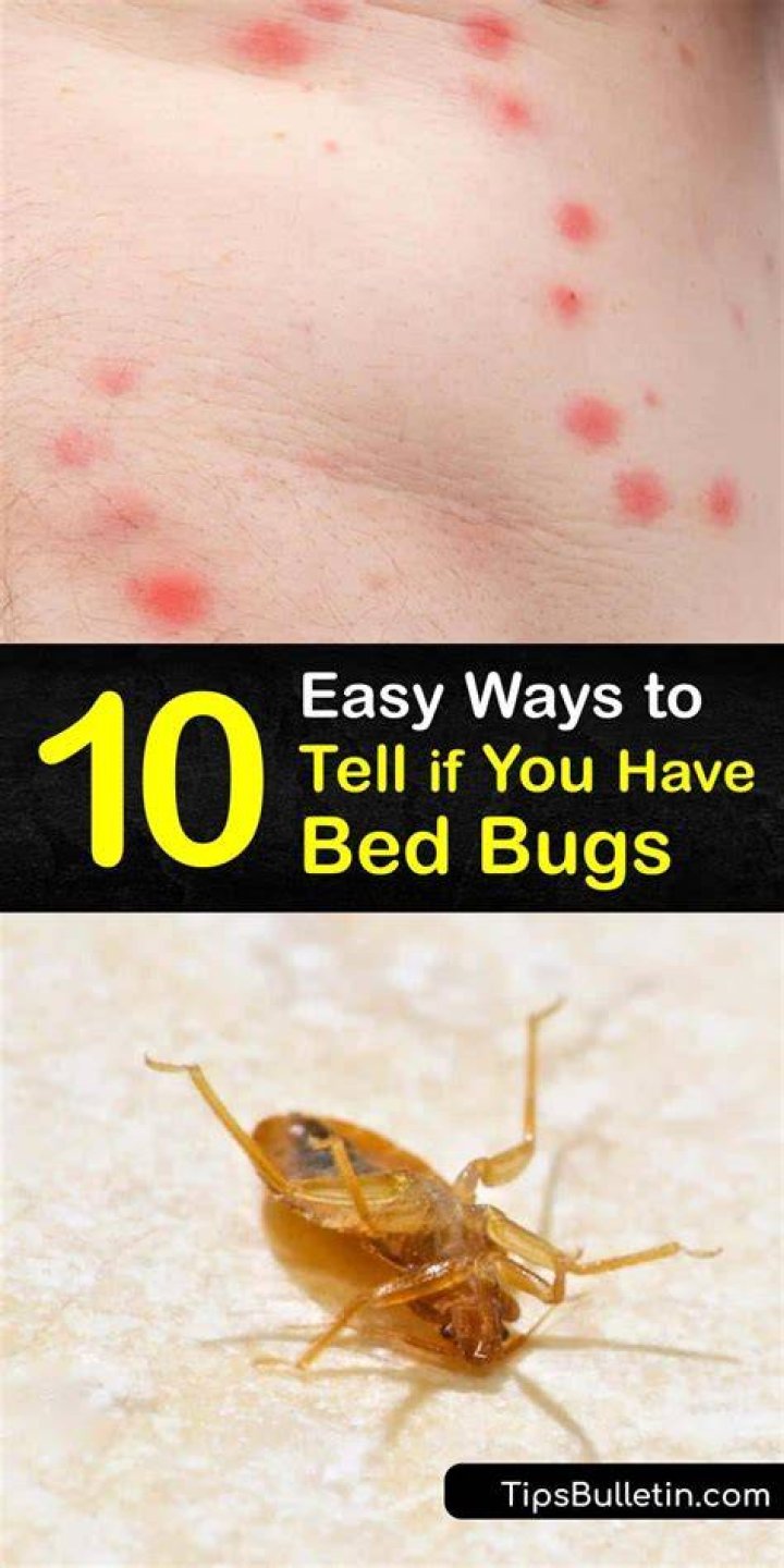 How do I check for bed bugs