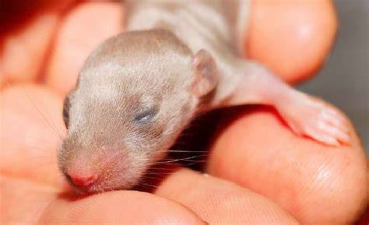 How do I identify a baby rat