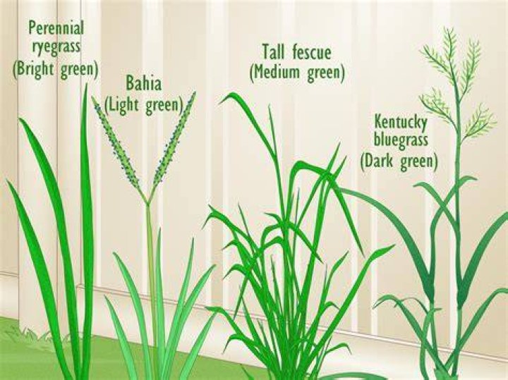 How do I identify my hollies