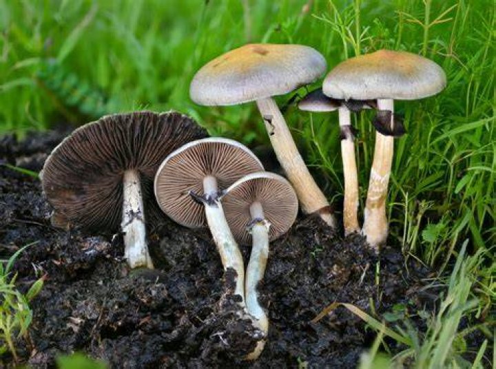 How do I identify Panaeolus