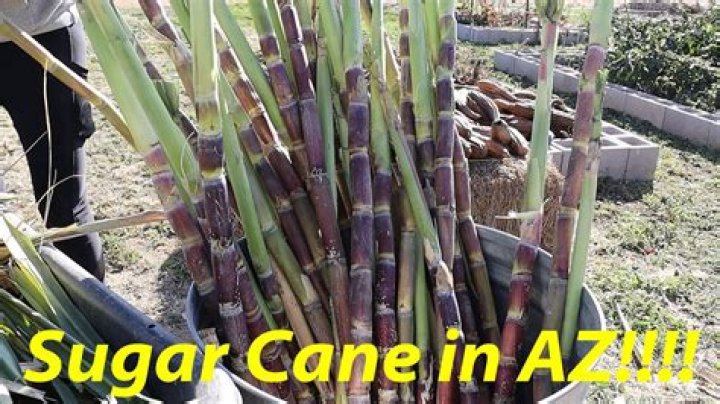 How do I identify sugar cane