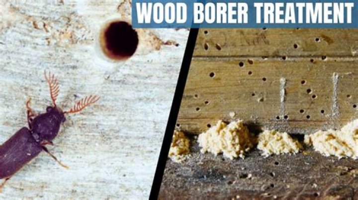 How do I identify wood borer