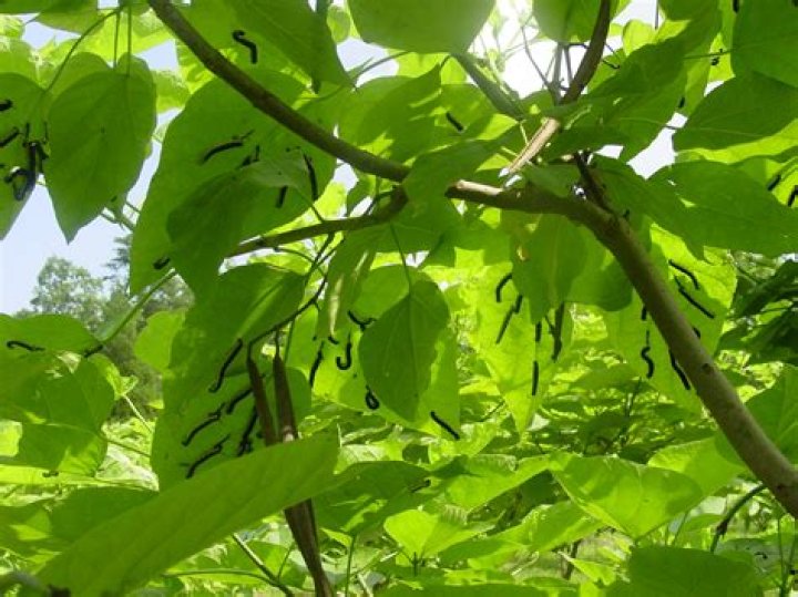 How do I start catalpa worms