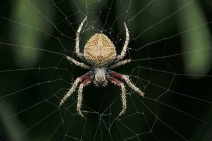 How do I stop hating spiders