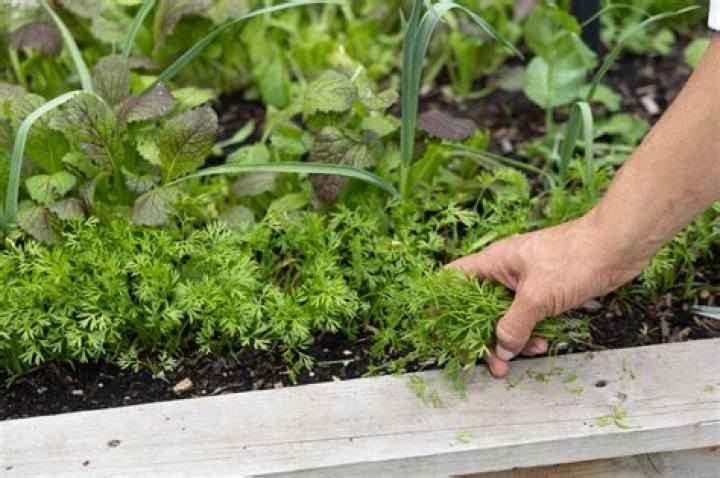 How do I thin out my garden