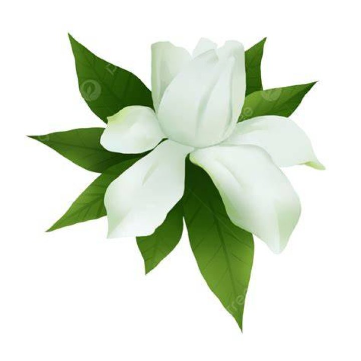 How do I use fresh gardenia