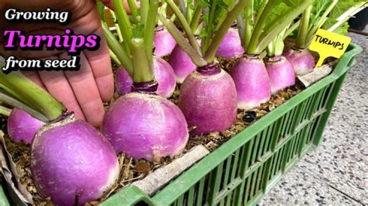 How do Japanese Turnips grow