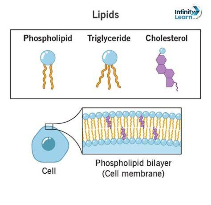 How do lipids form membranes