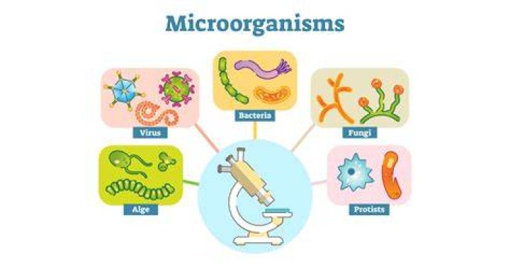 How do microbes help animals
