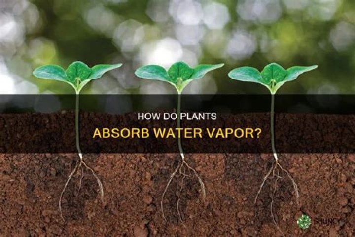 How do plants absorb sulfur