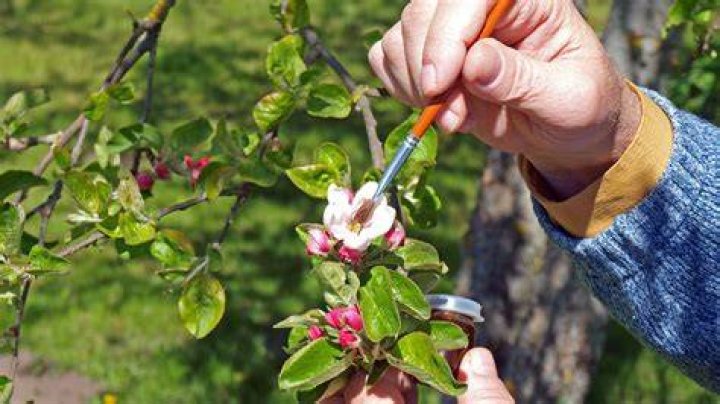 How do plants get pollinated