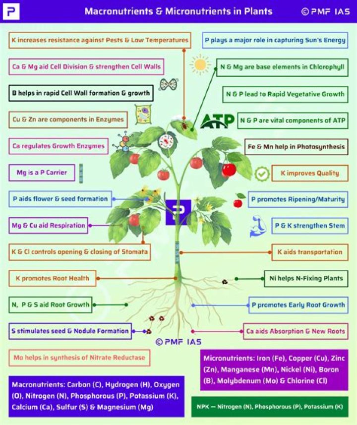How do plants resist gravity