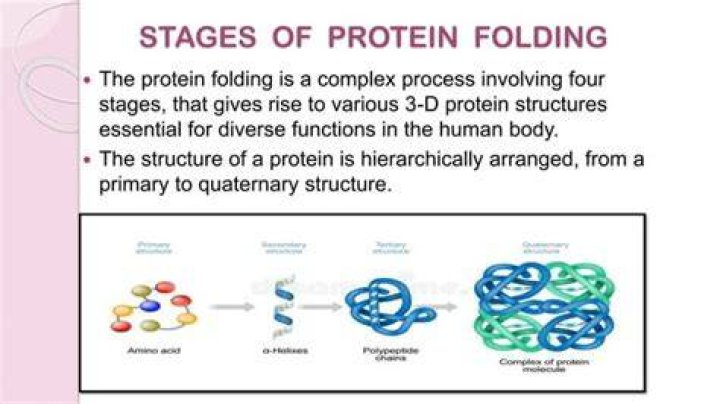 How do proteins fold so fast