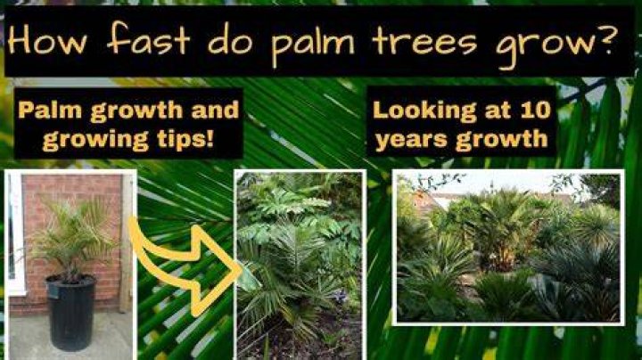 How do pygmy palm trees grow