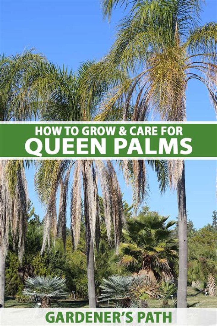 How Do queen palm trees grow