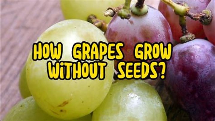 How do seedless grapes grow