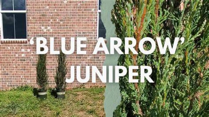 How do Spartan junipers grow