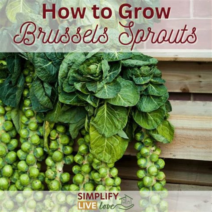 How do sprouts grow in soil