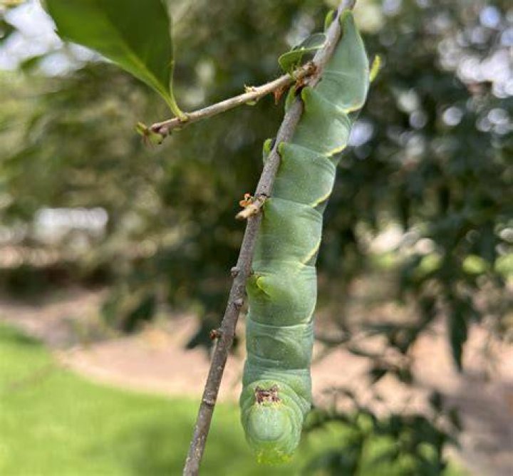 How do they turn worms green