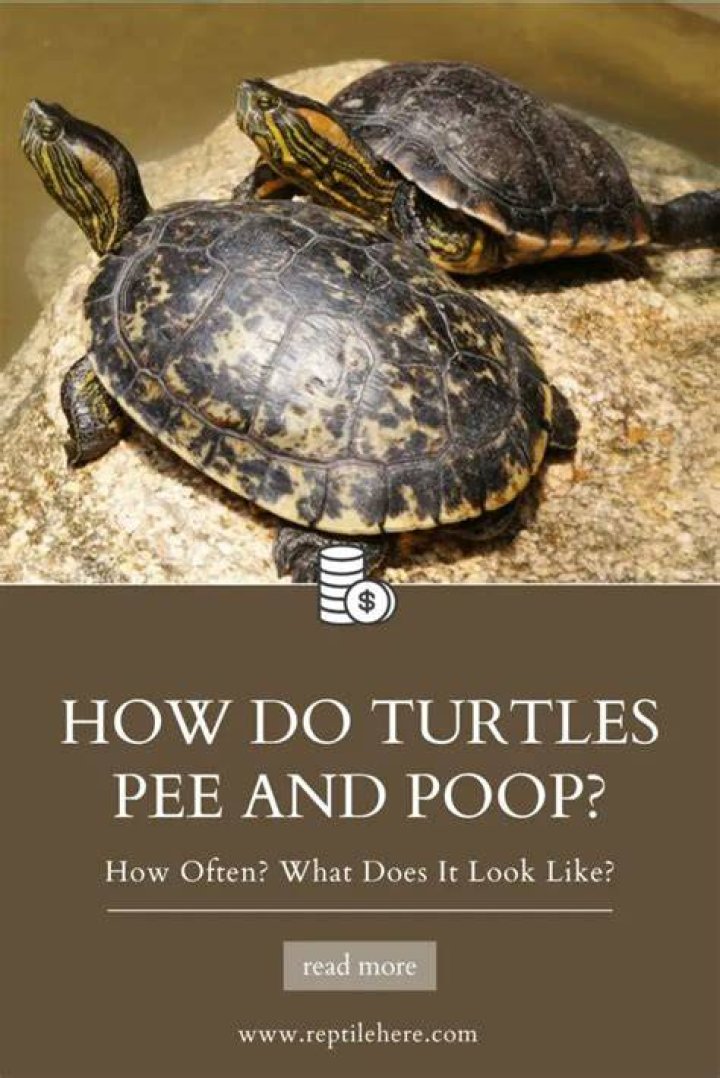 How do turtles poop and pee