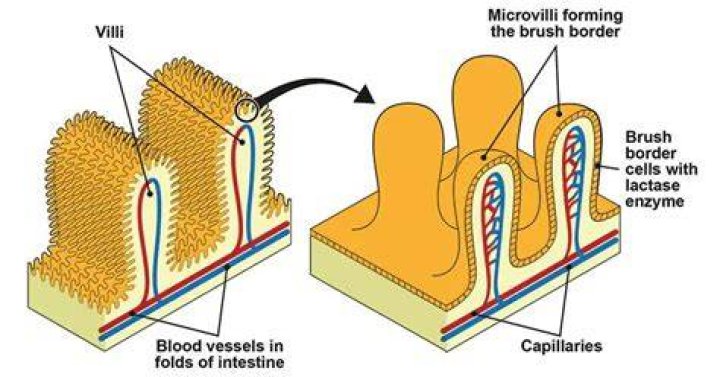 How do villi help absorption