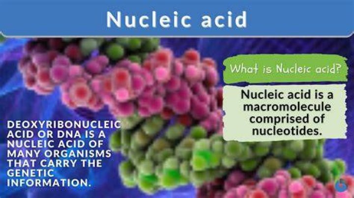 How do we get nucleic acids