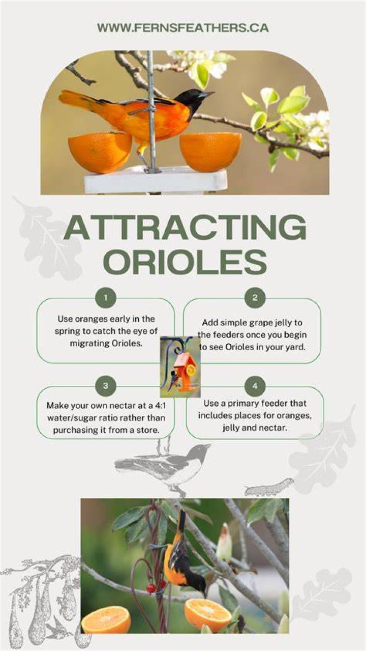How do you attract grosbeaks