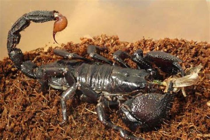 How do you attract scorpions