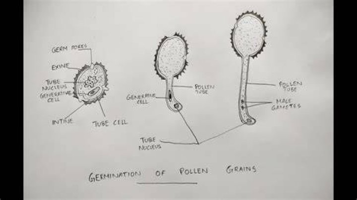 How do you calculate pollen