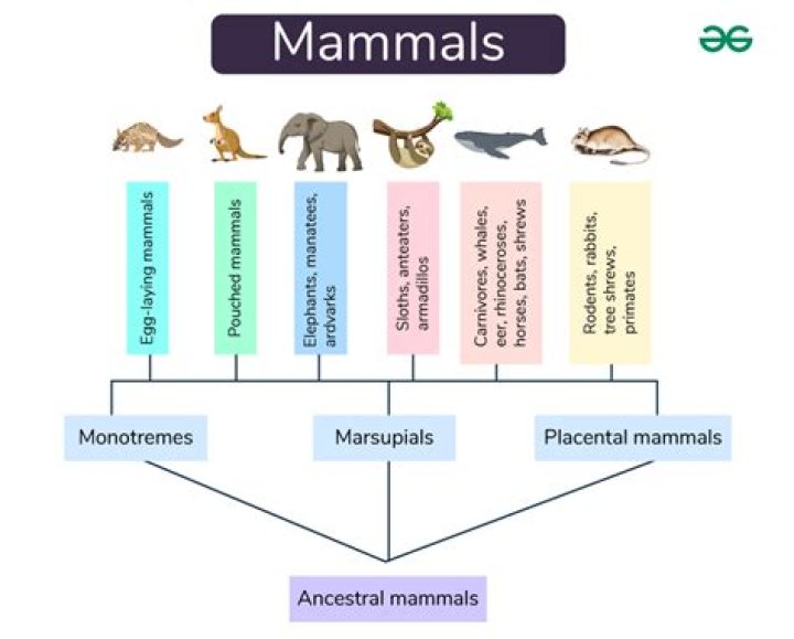 How do you classify a mammal