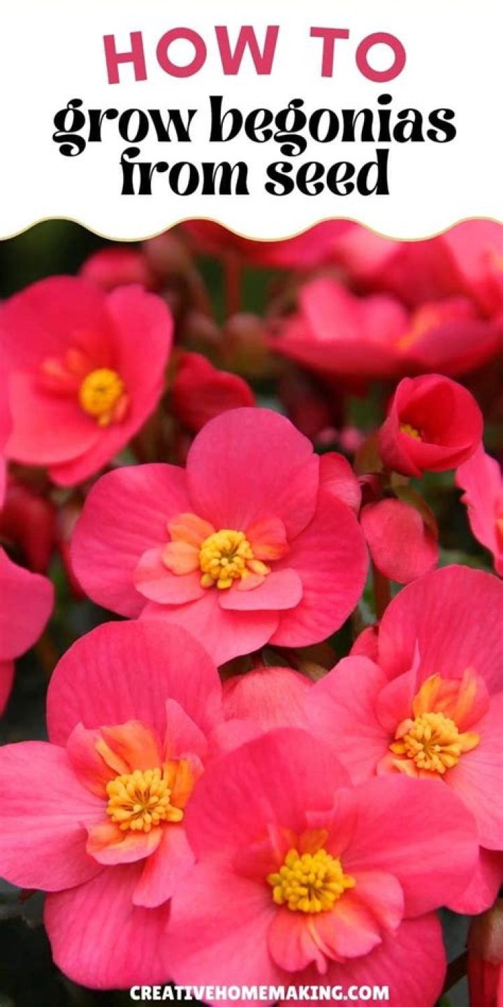 How do you classify begonias
