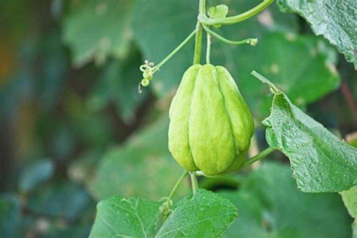 How do you clean chayote