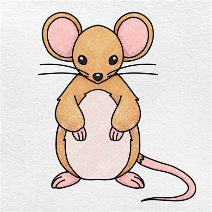 How do you entertain a mouse