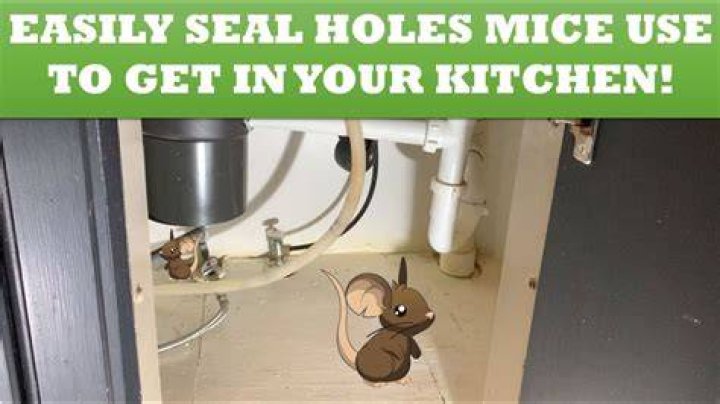 How do you find a mouse hole