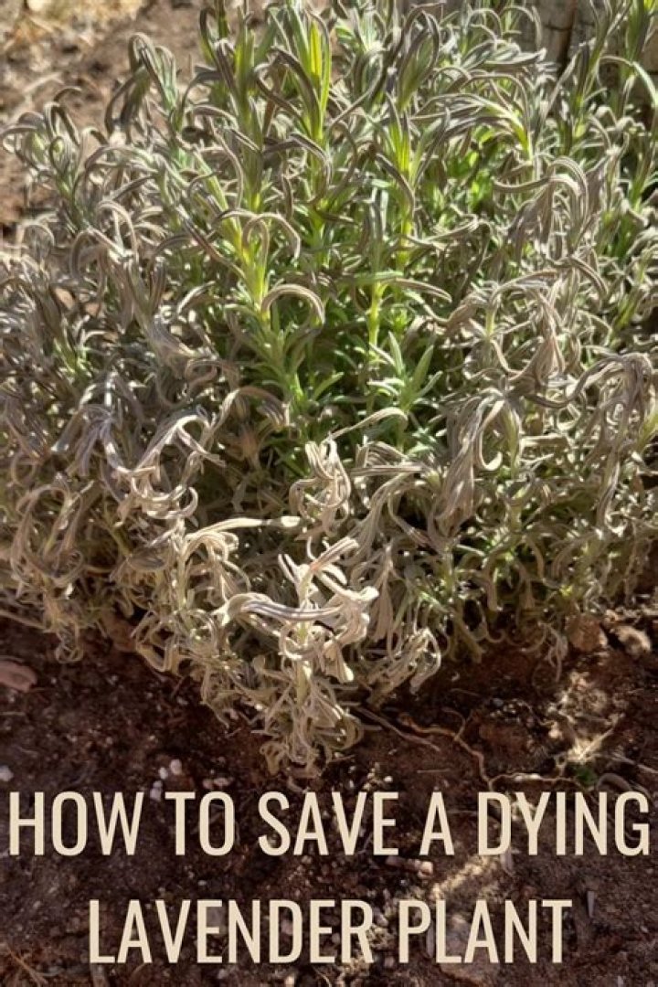 How do you fix GREY lavender