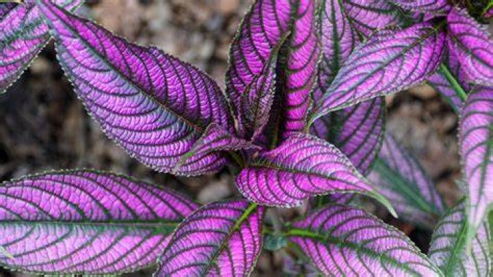 How do you fix purple leaves