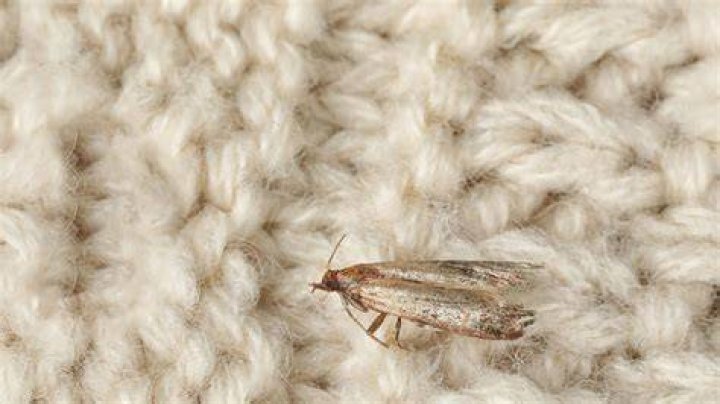 How do you get clothes moths
