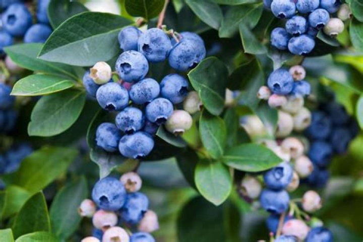 How do you get white berries