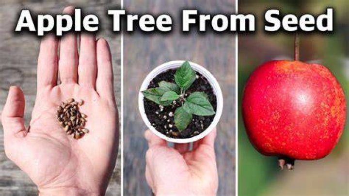 How do you grow a patio tree