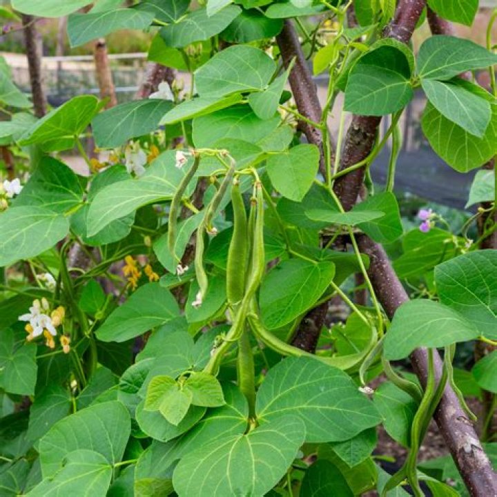 How do you grow giant runner beans