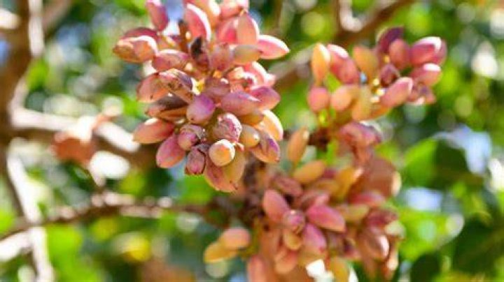 How do you grow mountain ash