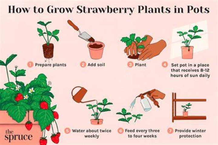How do you hang strawberries